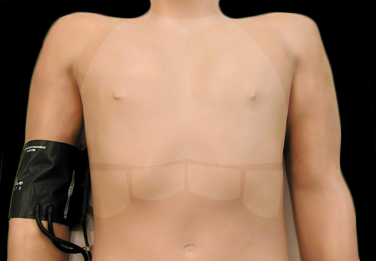 auscultation areas review